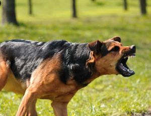 Les maladies du chien : la rage