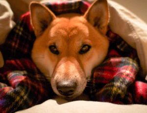 Les maladies du chien : la toux du chenil