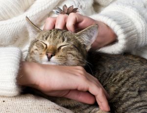 Maladies transmises par les animaux domestiques