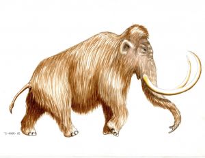 Mammouth de profil © F.River