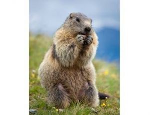 Marmotte adulte