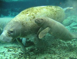 Lamantins, dugongs et... sirènes