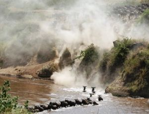 La traversée des rivières lors de la migration