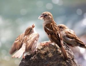 Femelle de moineau domestique nourrissant ses petits
