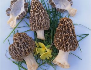 Morilles - ©G. Houdou