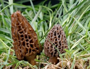 Morilles - ©G. Houdou