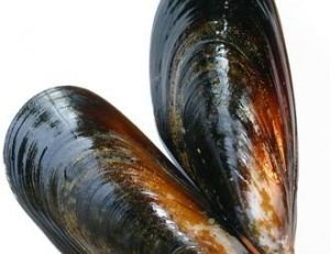 Les moules, il y en a des milliards sur nos rivages