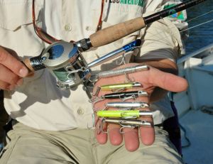 Il faut des moulinets de bonne qualité pour le peacock-bass