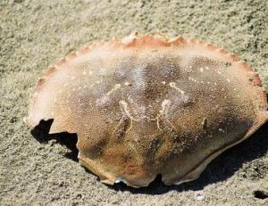 Mue de tourteau, partie supérieure de la carapace