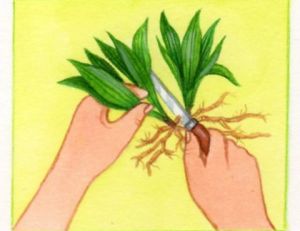 Division du muguet