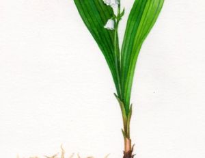 Brin de muguet avec ses racines