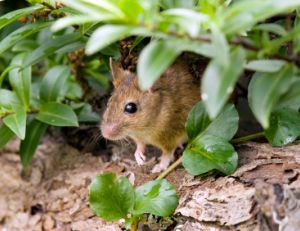 Un mulot dans le jardin