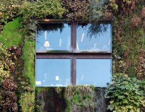 Façonnez-vous un mur végétal