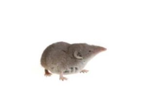 Une musaraigne n'est pas une souris