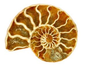 Coquille de nautile