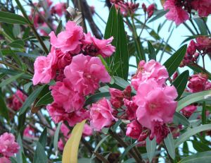Laurier rose