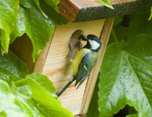 Choisir l'emplacement de votre nichoir pour oiseaux