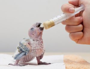 Savoir nourrir un oisillon