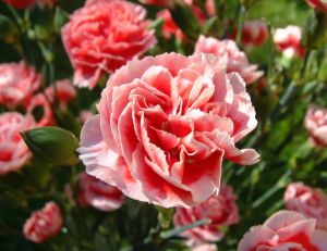 Oeillets : semer et planter des oeillets