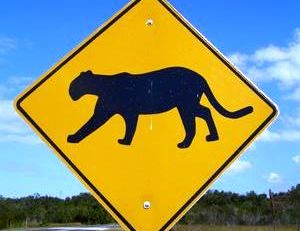 Attention les pumas sont protégés en Floride !