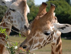 Les plus beaux zoos et parcs autour de Paris
