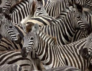 Il n’ya pas deux zèbres identiques