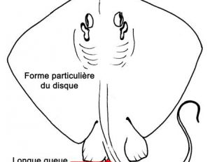 Pastenague