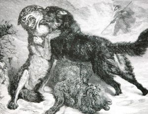 Chien de montagne des Pyrénées défendant son troupeau contre un loup