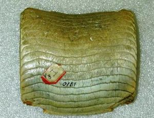 Pavé dentaire de raie fossilisé