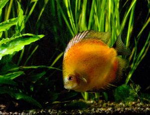 Choisir le bon paysage aquatiques pour ses poissons