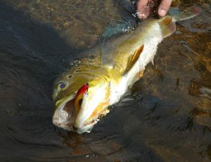 Prise d’un peacock-bass