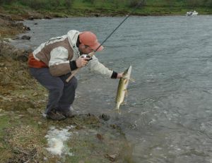 Le brochet se reproduit le plus souvent autour de mars
