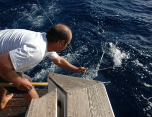 Pêche au gros : matériel de qualité très résistant
