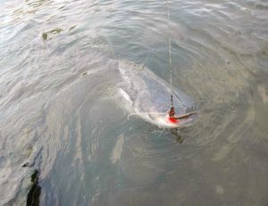Pêche du silure depuis le bord