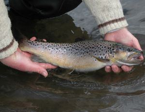 Pêcher la truite au lancer léger