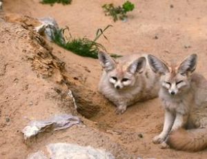 Les fennecs ne sont jamais loin de leur terrier