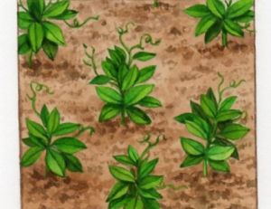 Semis des petits pois