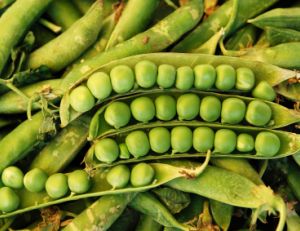 La culture des petits pois