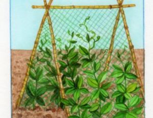 Tuteurage des plants de petits pois