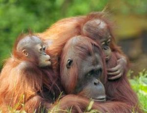 Les petits restent accrochés environ deux ans à leur mère
