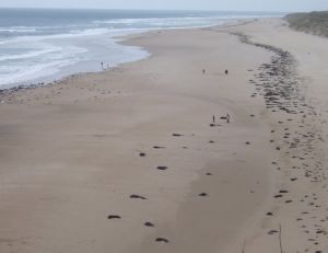 Plage de Carteret dans le département de la Manche © Isabelle Jeanne