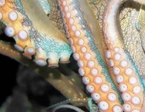 Tentacules et ventouses