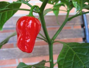 Cultiver des piments