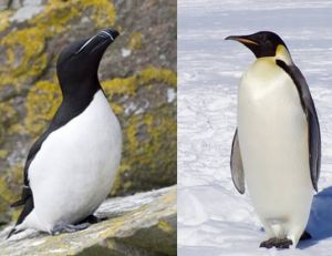 Le pingouin torda n'est pas un manchot