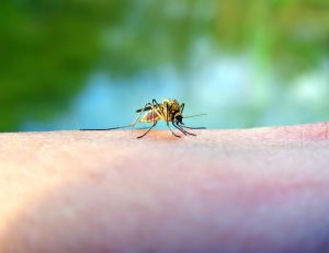 Piqure d'insecte : les premiers soins