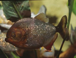 Un piranha... des piranhas