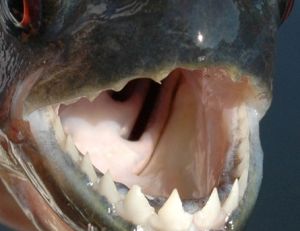 Le piranha et les hommes