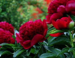 Pivoines rouges