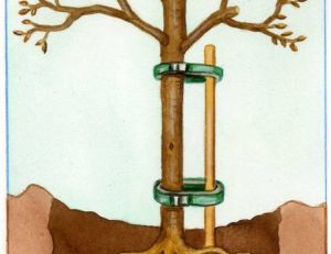 Plantation de voter arbre