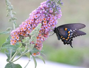 Planter des buddleias ou arbres à papillons